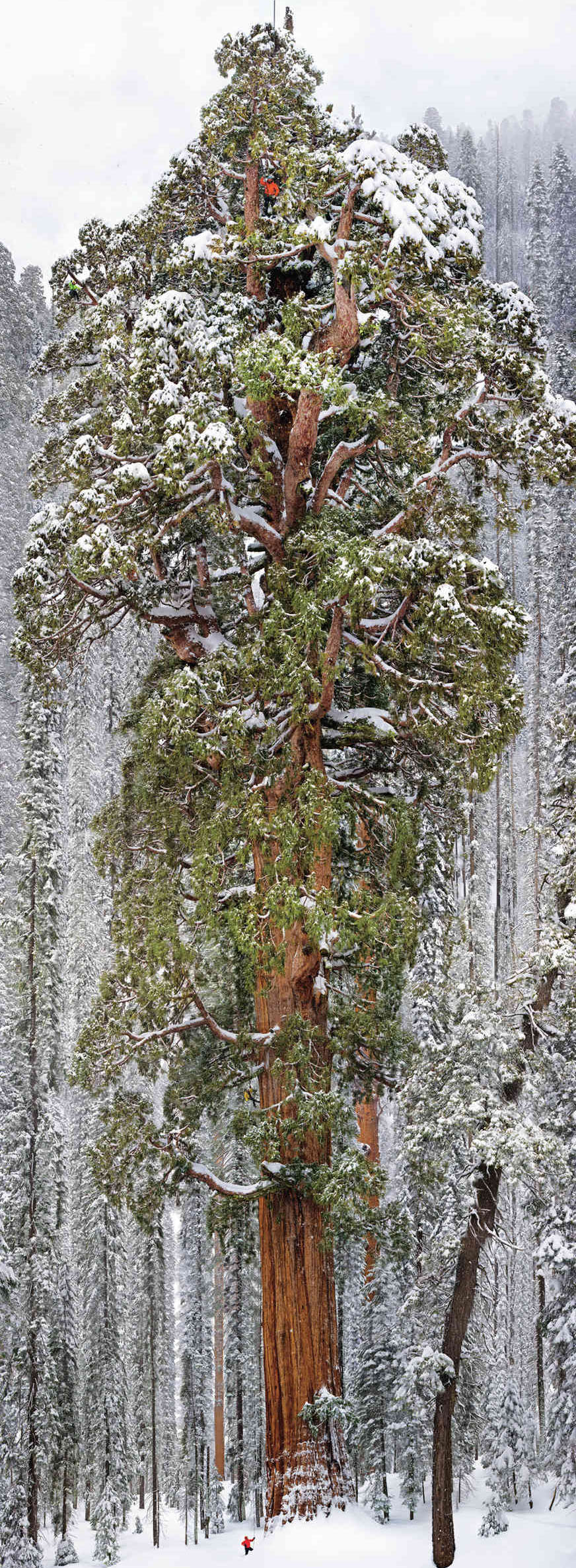 Giant Sequoias()