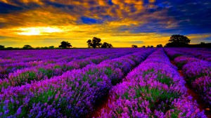 Beautiful-Lavender-Fields-Of-France