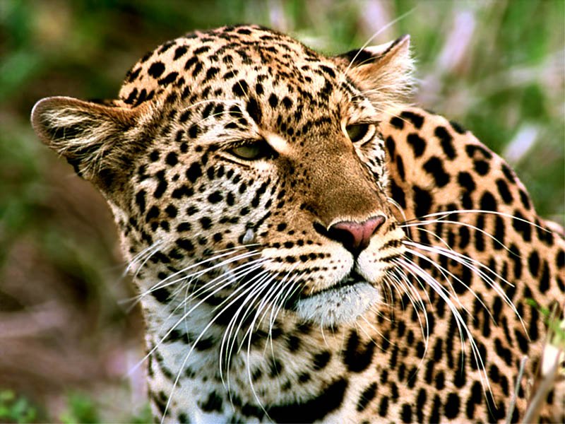 leopardali