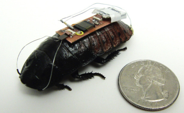 biobotic-cockroaches